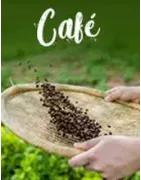 Café en grano, molido, para llevar, soluble y verde.